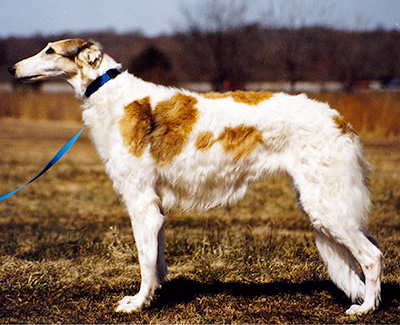 Top Coursing Borzoi 1988